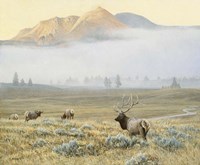 Autumn Elk Fine Art Print