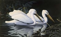 Pelicans Fine Art Print