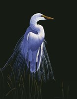 Common Egret In Breeding Plumage Fine Art Print