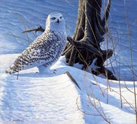 Winter Snow Fine Art Print