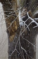 Winter Branches Fine Art Print