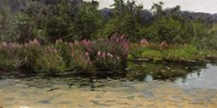 Purple Lustrife - Townsend's Pond Fine Art Print