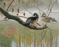 Colors Of Autumn Fine Art Print