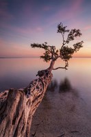 Water Tree IV Fine Art Print