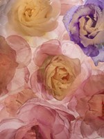 Rosas Compo 2-2 Fine Art Print
