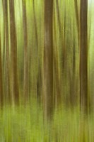 Blurred Trees 1 Fine Art Print