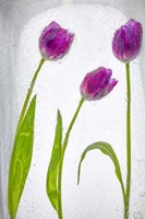 Flores Congeladas 2 Fine Art Print