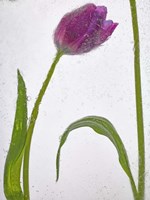 Flores Congeladas 3 Fine Art Print