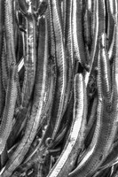 Old Cactus 4 Fine Art Print