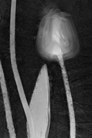 1 Tulipan Fine Art Print