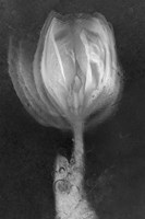 Tulipan X Ray Fine Art Print