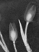 Tulipanes Blancos 33 Fine Art Print