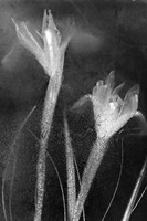 Flores Azules 57 Fine Art Print