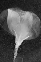 Flowers On Ice BW Fine Art Print