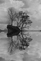 Arboles en Agua 8 Fine Art Print