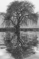 Sauce en Agua 1 Fine Art Print