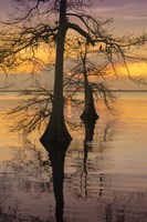 Two Trees on Water Fine Art Print