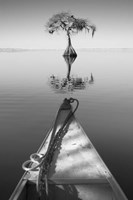 Alone with my Tree II Fine Art Print