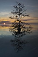 The Tree Fine Art Print