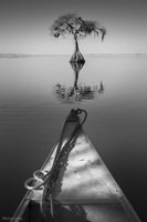 Alone With My Tree 2 Fine Art Print