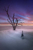 Dead Tree 2 Fine Art Print