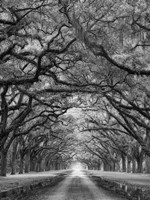 Oaks Avenue 2 BW Fine Art Print