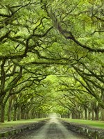 Oaks Avenue 2 Fine Art Print