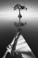 My Tree Fine Art Print