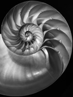 Nautilus 3 2 Fine Art Print