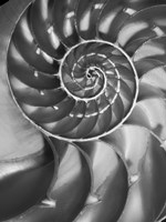 Nautilus 5 Fine Art Print
