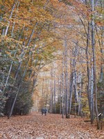 Walking Fine Art Print