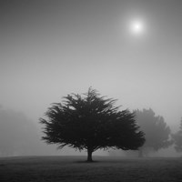 Judge Fine Art Print