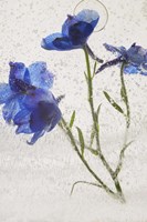 Flores en Hielo VI Fine Art Print