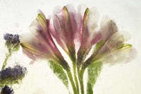 Flores en Hielo VII Fine Art Print