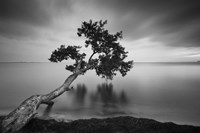 Water Tree 11 BW Fine Art Print