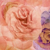 Rosa Cuadrada Fine Art Print