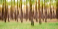 Blurred Trees 5 - Verde Fine Art Print