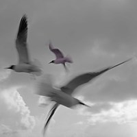 Libertad - Pop Fine Art Print