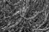 Old Cactus 1 Fine Art Print