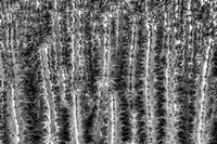 Old Cactus 2 Fine Art Print