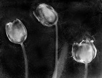 Tulipanes Platino Fine Art Print