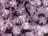 Flores Azules X Color Fine Art Print