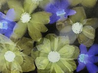 Flores Congeladas 5 Fine Art Print