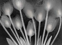 Ramo de Tulipanes Fine Art Print