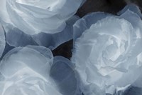 Rosas Azules 2 Fine Art Print