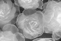 Rosas Blancas Fine Art Print