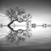 Arbol en Agua 3 BN Fine Art Print