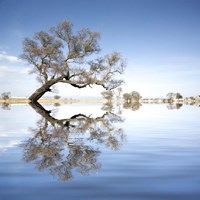 Arbol en Agua 2 Color Fine Art Print