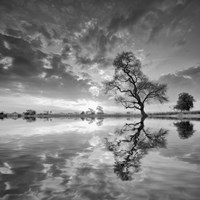 Arbol en Agua 5 BN Fine Art Print