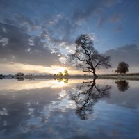 Arbol en Agua 5 color Fine Art Print